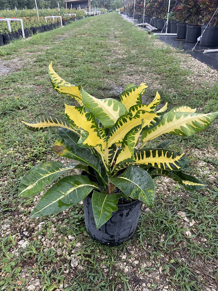 codiaeum-variegatum-fishbone-croton