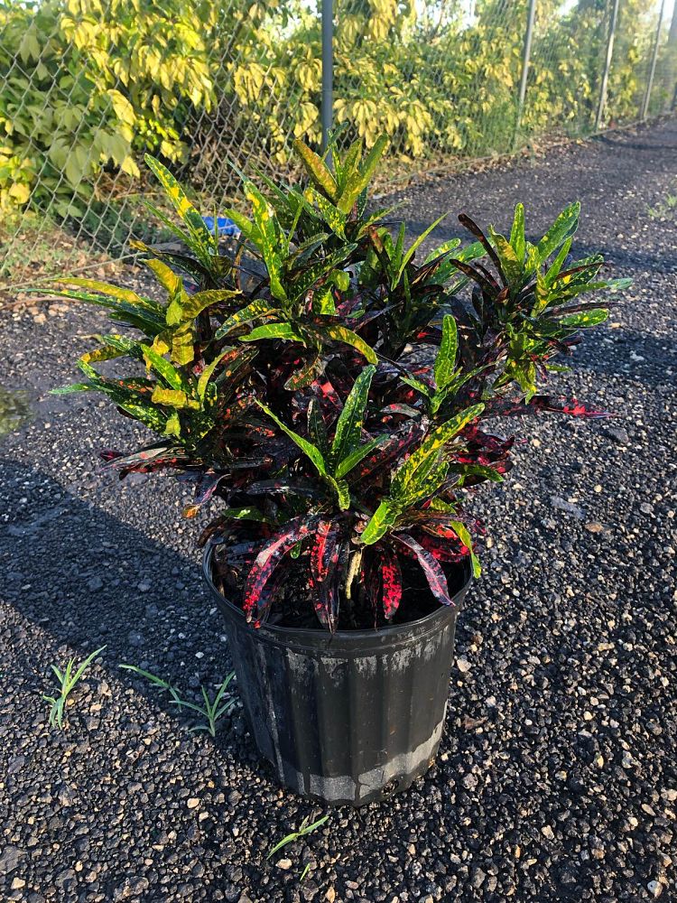 A's Ornamental Nursery | plantANT.com