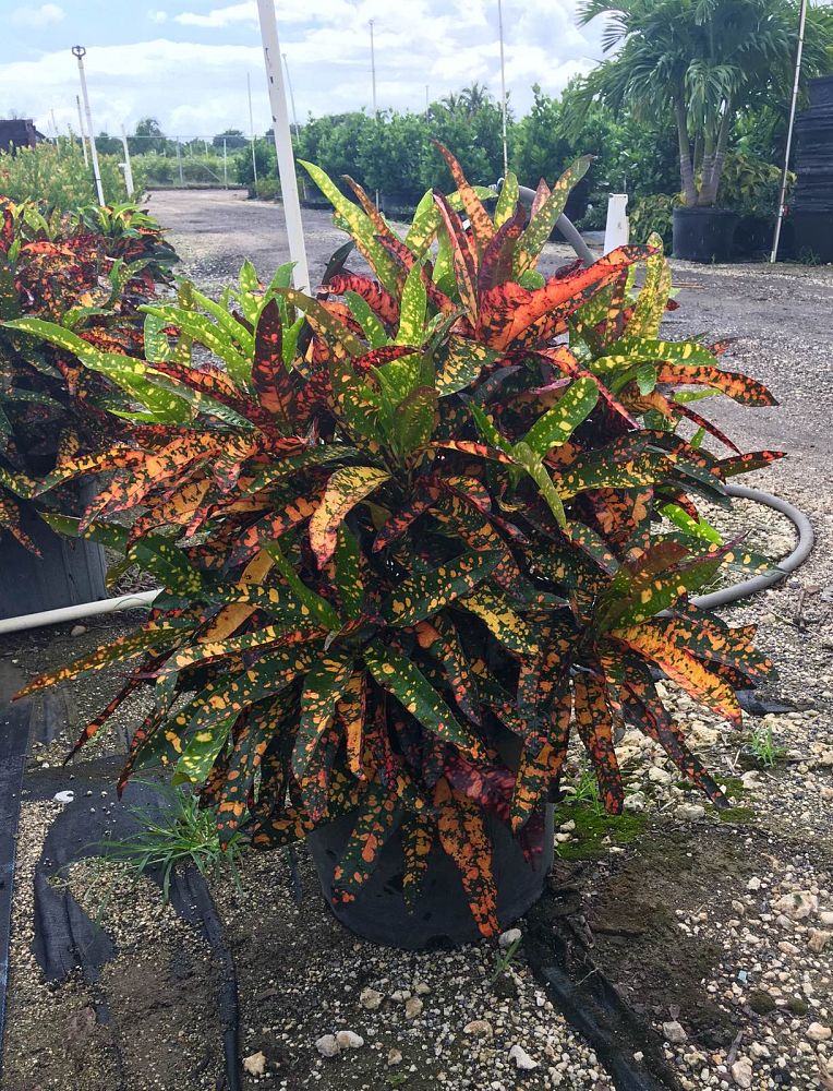 codiaeum-variegatum-franklin-roosevelt-croton