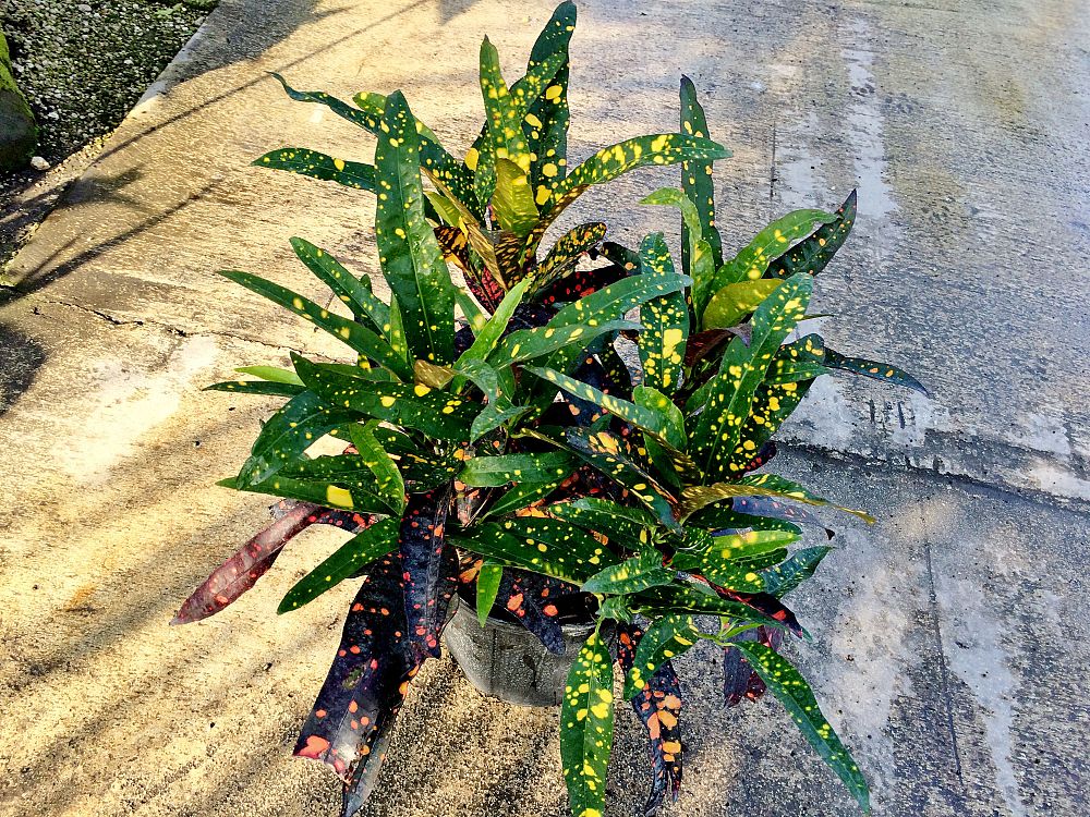 codiaeum-variegatum-franklin-roosevelt-croton