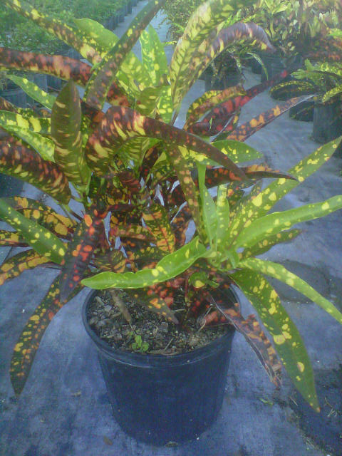codiaeum-variegatum-franklin-roosevelt-croton