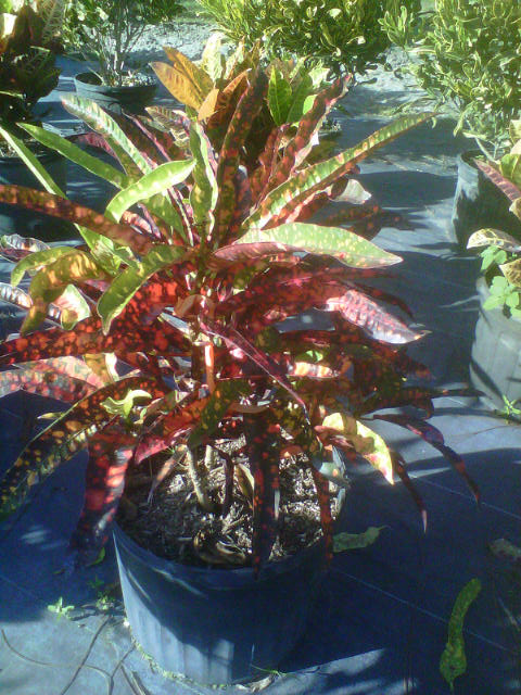 codiaeum-variegatum-franklin-roosevelt-croton