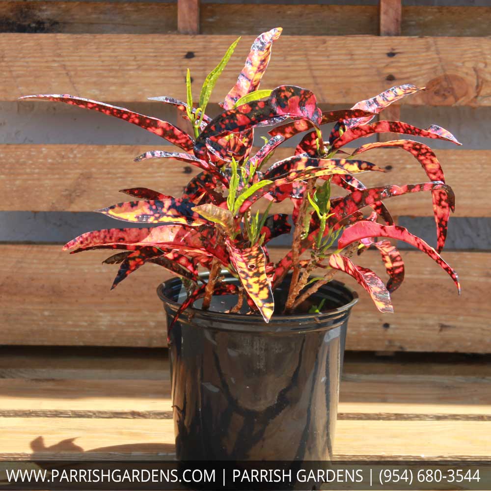 codiaeum-variegatum-franklin-roosevelt-croton