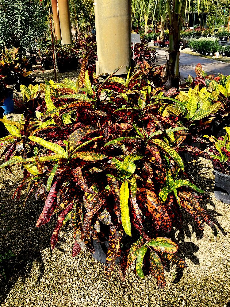 codiaeum-variegatum-franklin-roosevelt-croton