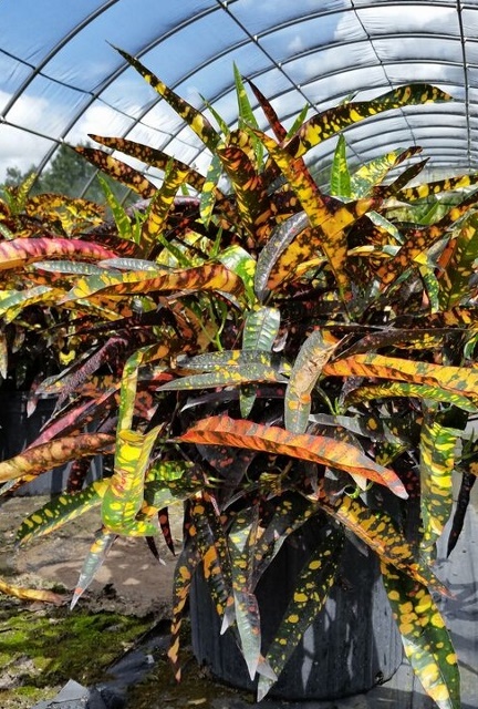 codiaeum-variegatum-franklin-roosevelt-croton