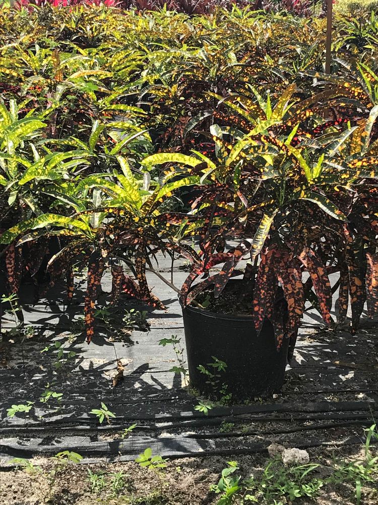 codiaeum-variegatum-franklin-roosevelt-croton