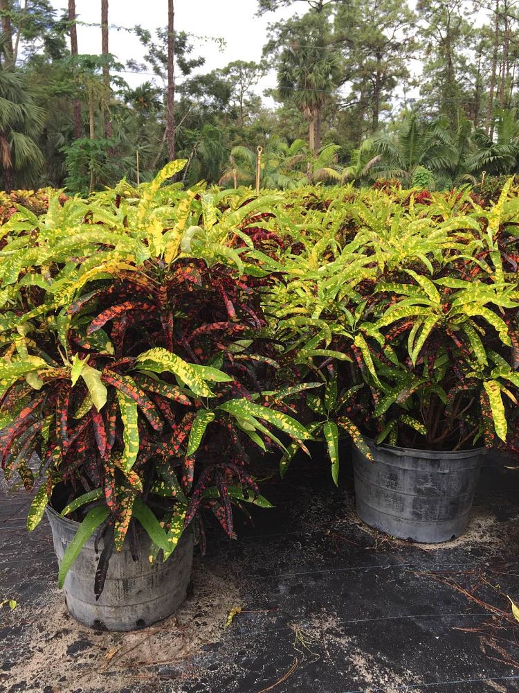codiaeum-variegatum-franklin-roosevelt-croton