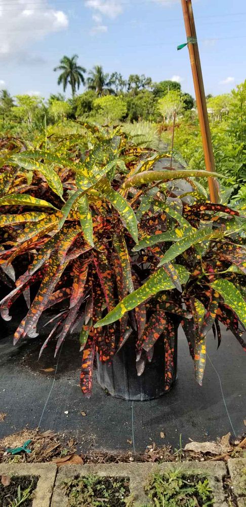 codiaeum-variegatum-franklin-roosevelt-croton