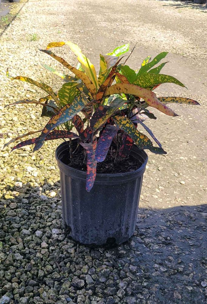 codiaeum-variegatum-franklin-roosevelt-croton