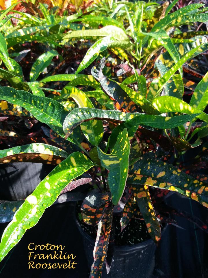 codiaeum-variegatum-franklin-roosevelt-croton