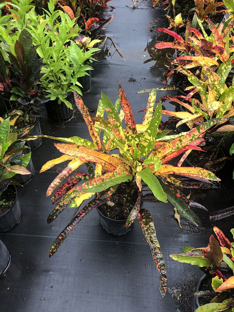 codiaeum-variegatum-franklin-roosevelt-croton