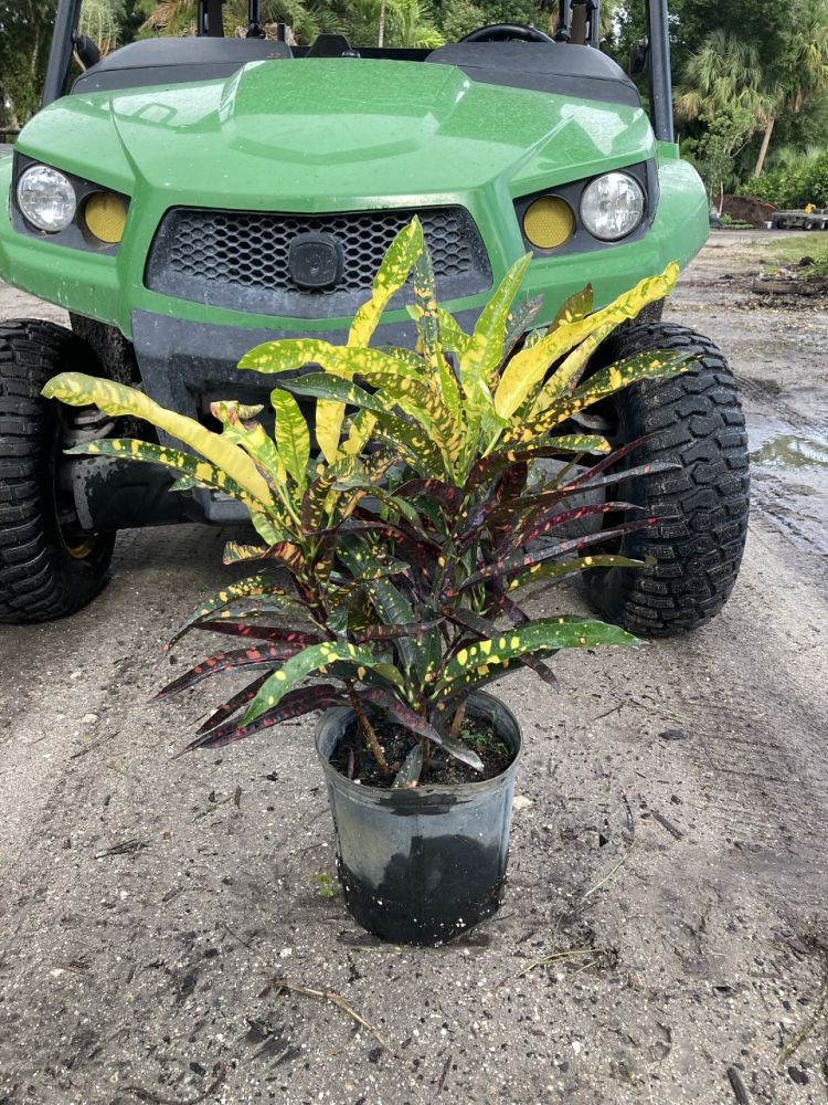 codiaeum-variegatum-franklin-roosevelt-croton