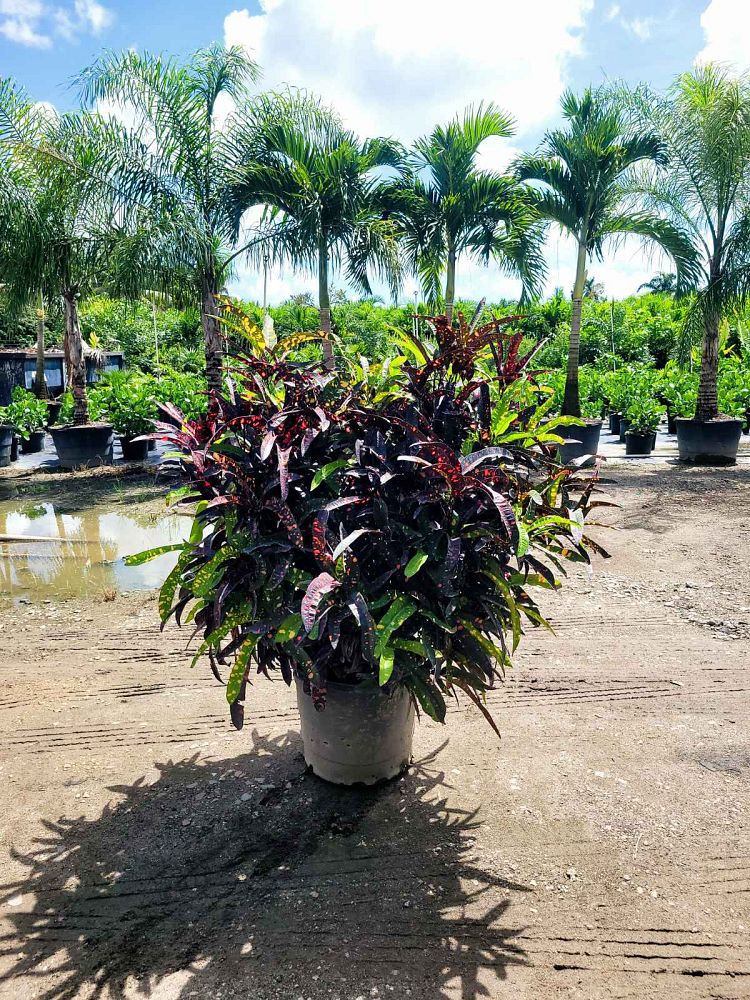 codiaeum-variegatum-franklin-roosevelt-croton