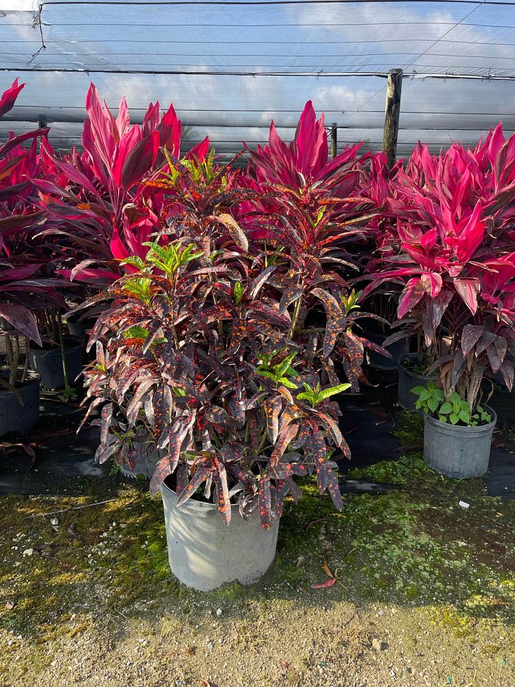 codiaeum-variegatum-franklin-roosevelt-croton