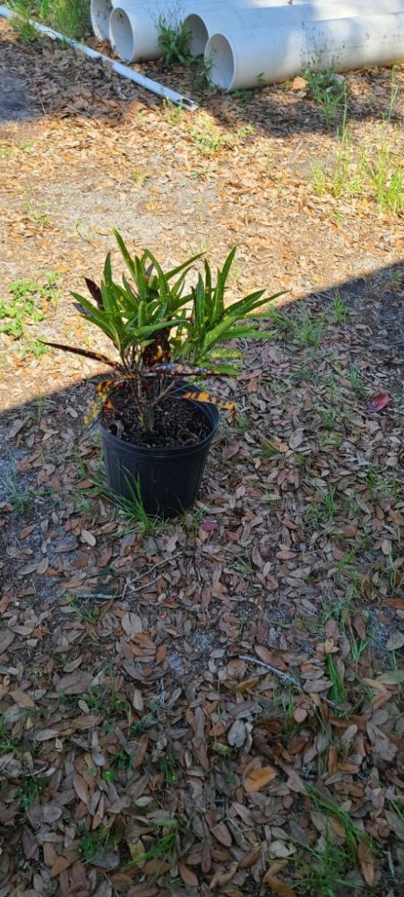 codiaeum-variegatum-franklin-roosevelt-croton