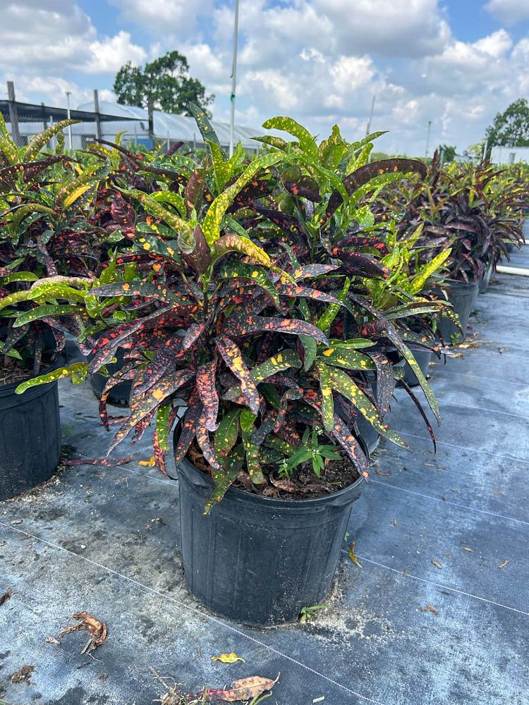 codiaeum-variegatum-franklin-roosevelt-croton