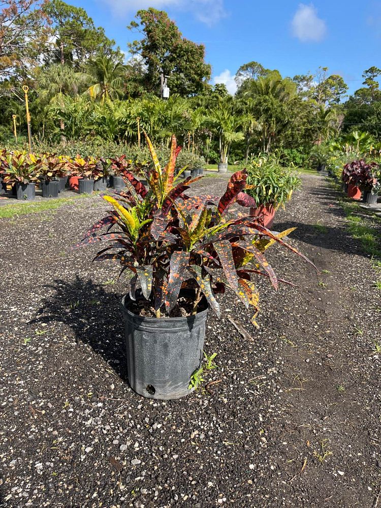 codiaeum-variegatum-franklin-roosevelt-croton
