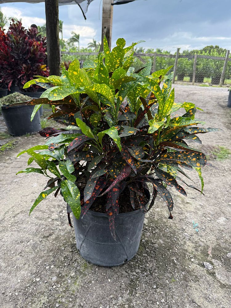 codiaeum-variegatum-franklin-roosevelt-croton