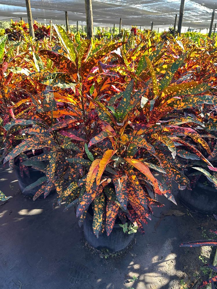 codiaeum-variegatum-franklin-roosevelt-croton