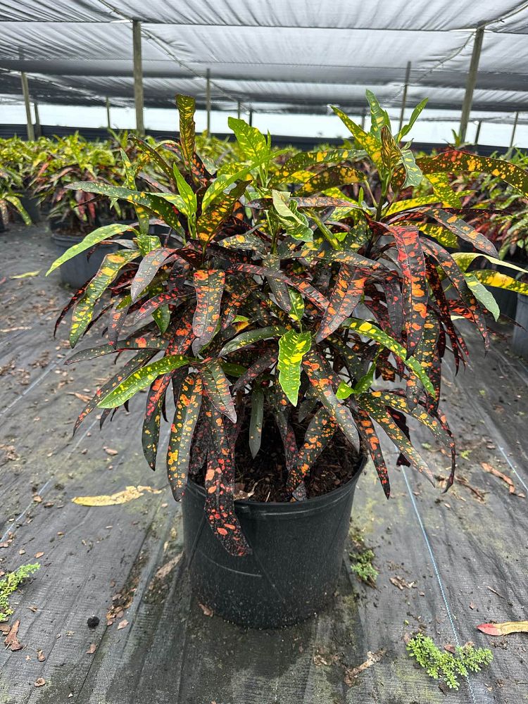 codiaeum-variegatum-franklin-roosevelt-croton