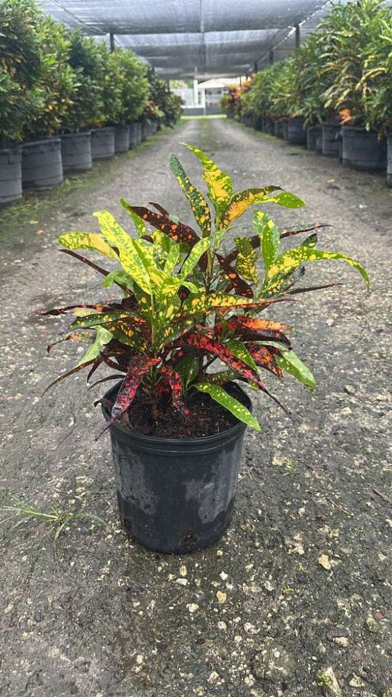 codiaeum-variegatum-franklin-roosevelt-croton