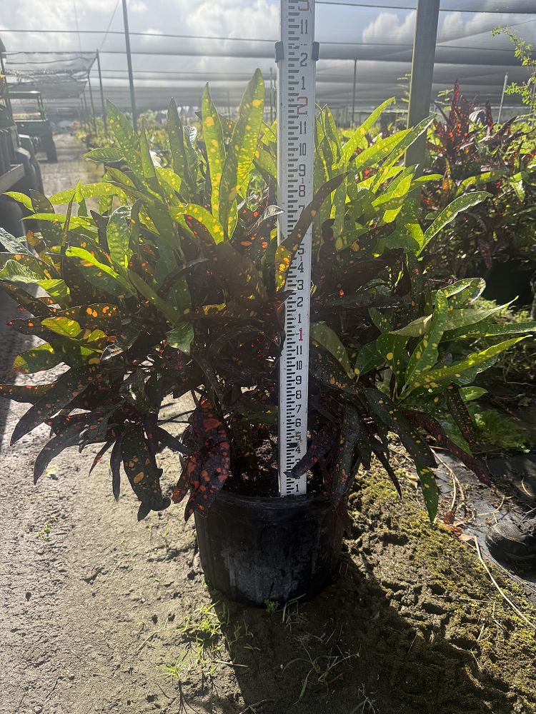 codiaeum-variegatum-franklin-roosevelt-croton