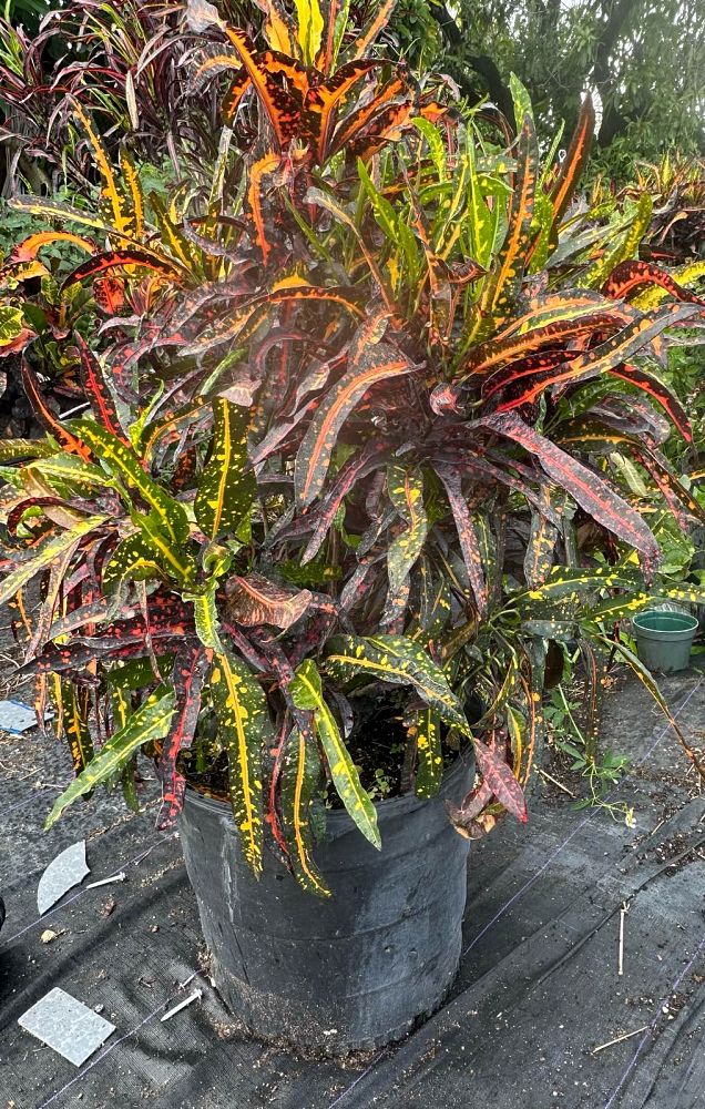 codiaeum-variegatum-franklin-roosevelt-croton