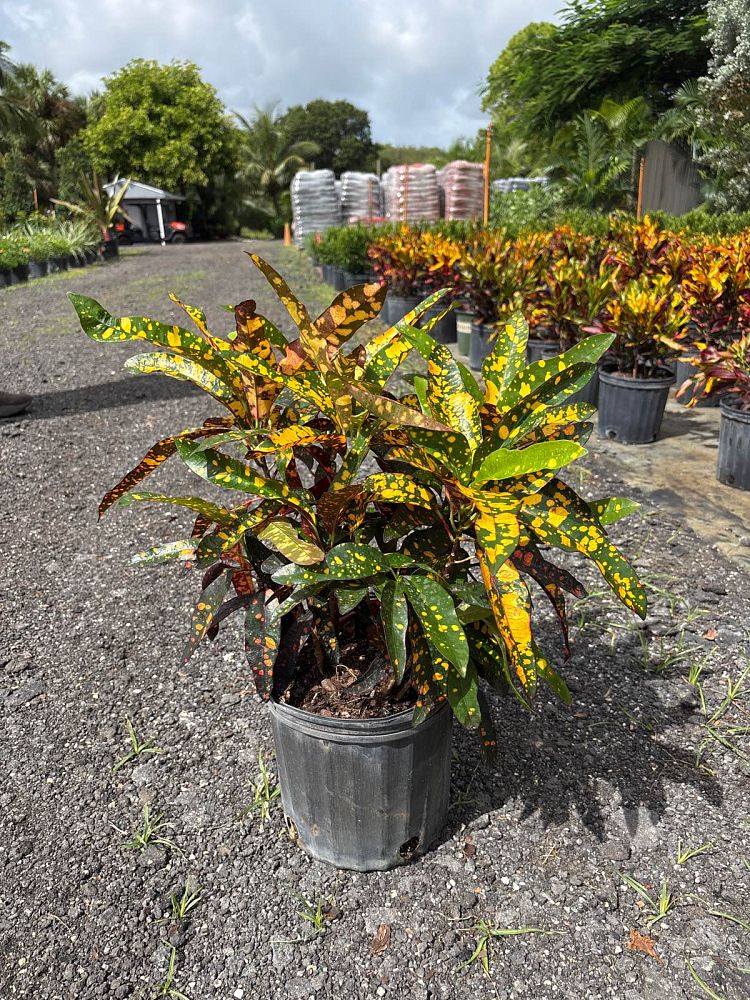 codiaeum-variegatum-franklin-roosevelt-croton