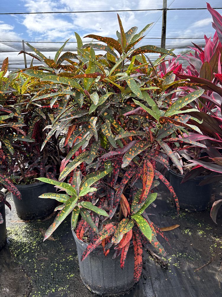 codiaeum-variegatum-franklin-roosevelt-croton
