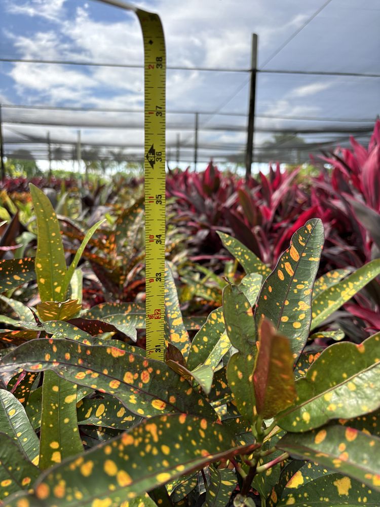 codiaeum-variegatum-franklin-roosevelt-croton