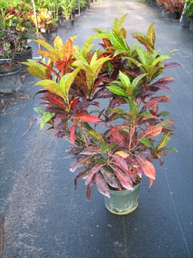 codiaeum-variegatum-freckles-croton