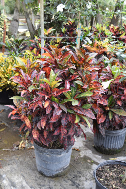codiaeum-variegatum-freckles-croton