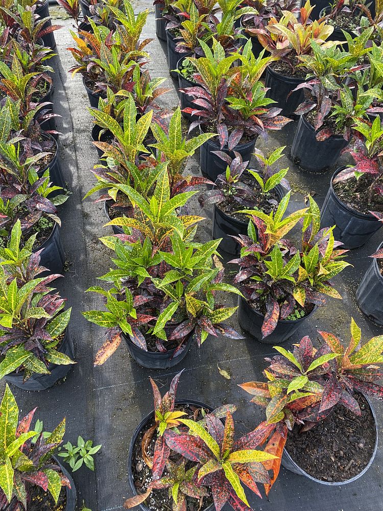 codiaeum-variegatum-freckles-croton
