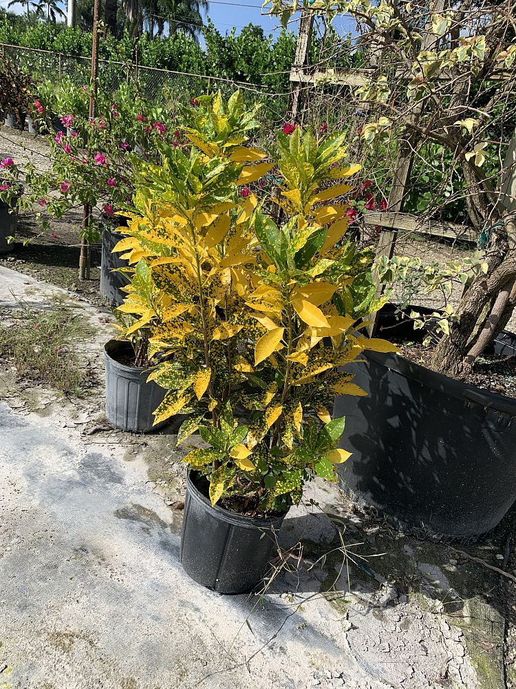 codiaeum-variegatum-gold-dust-croton
