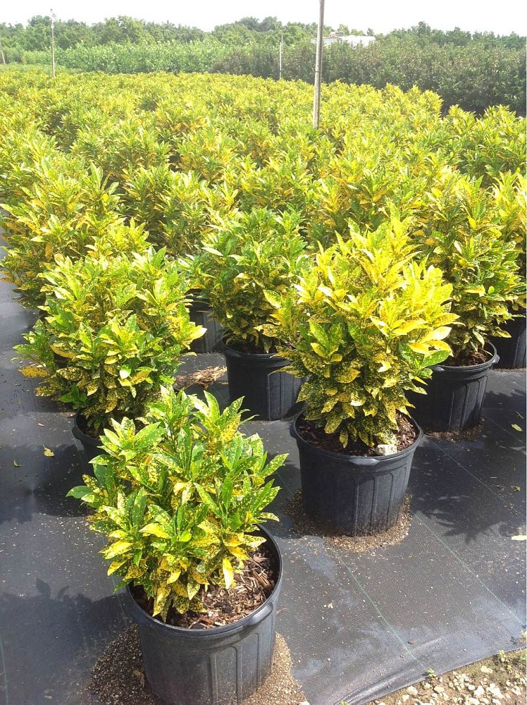 codiaeum-variegatum-gold-dust-croton