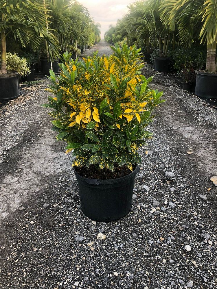 codiaeum-variegatum-gold-dust-croton