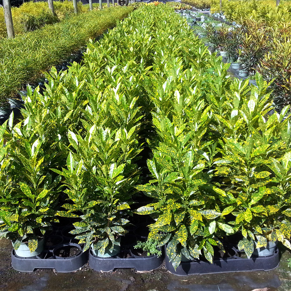 codiaeum-variegatum-gold-dust-croton