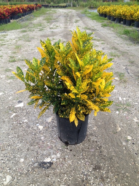 codiaeum-variegatum-gold-dust-croton