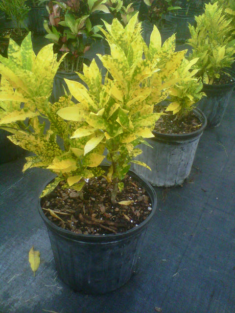 codiaeum-variegatum-gold-dust-croton