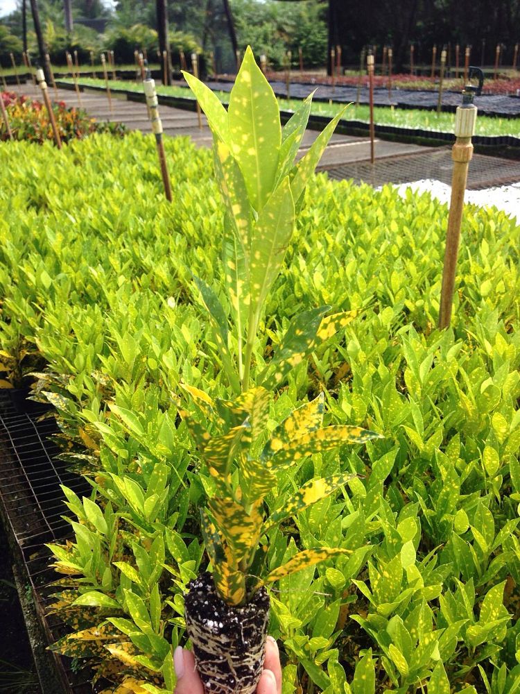codiaeum-variegatum-gold-dust-croton