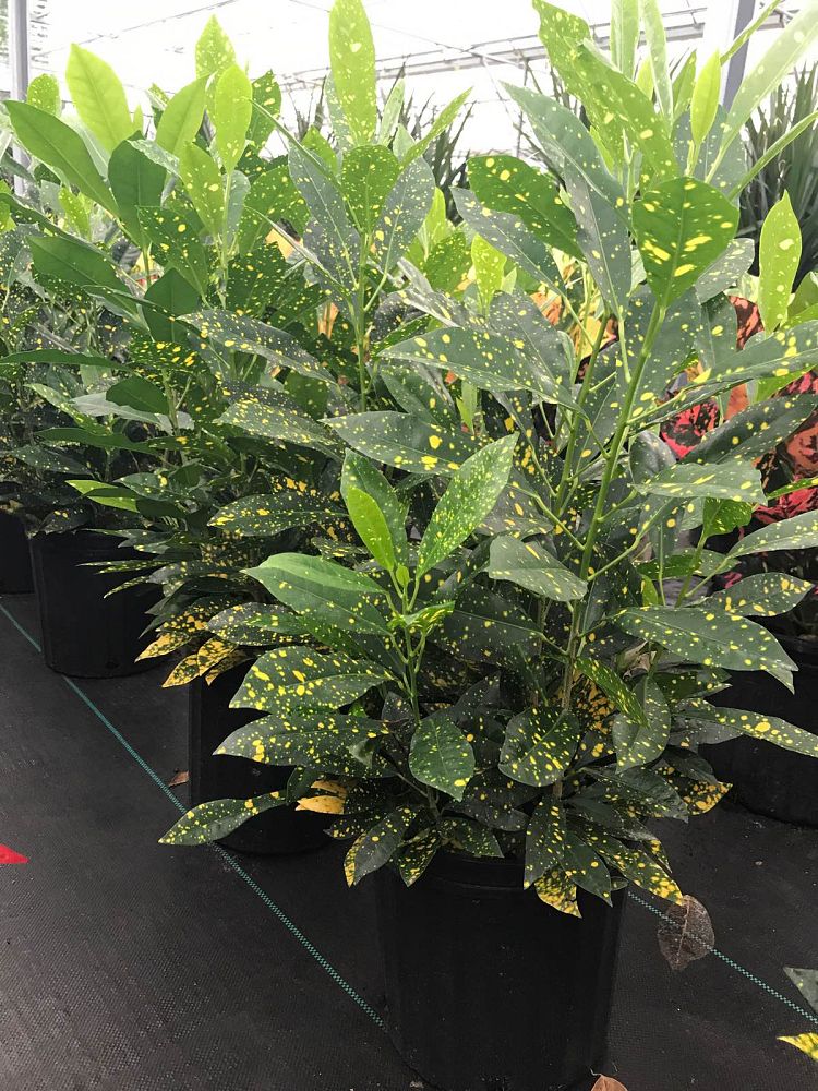 codiaeum-variegatum-gold-dust-croton