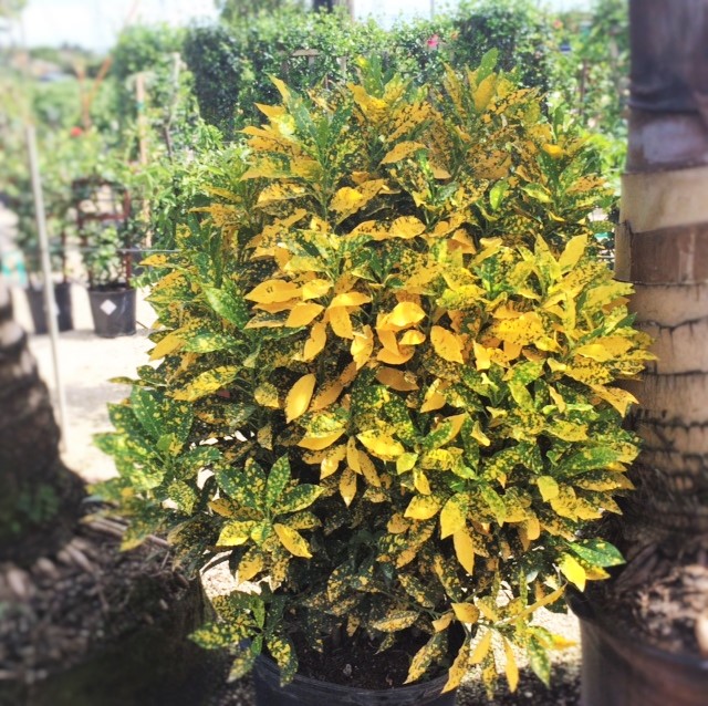 codiaeum-variegatum-gold-dust-croton