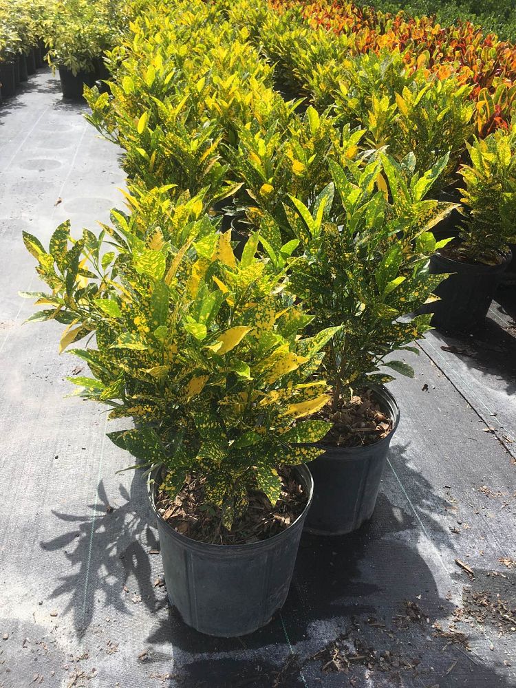 codiaeum-variegatum-gold-dust-croton