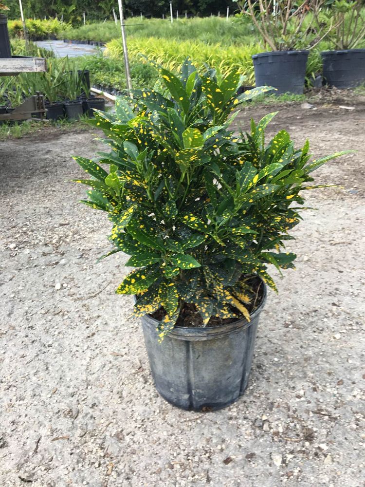 codiaeum-variegatum-gold-dust-croton