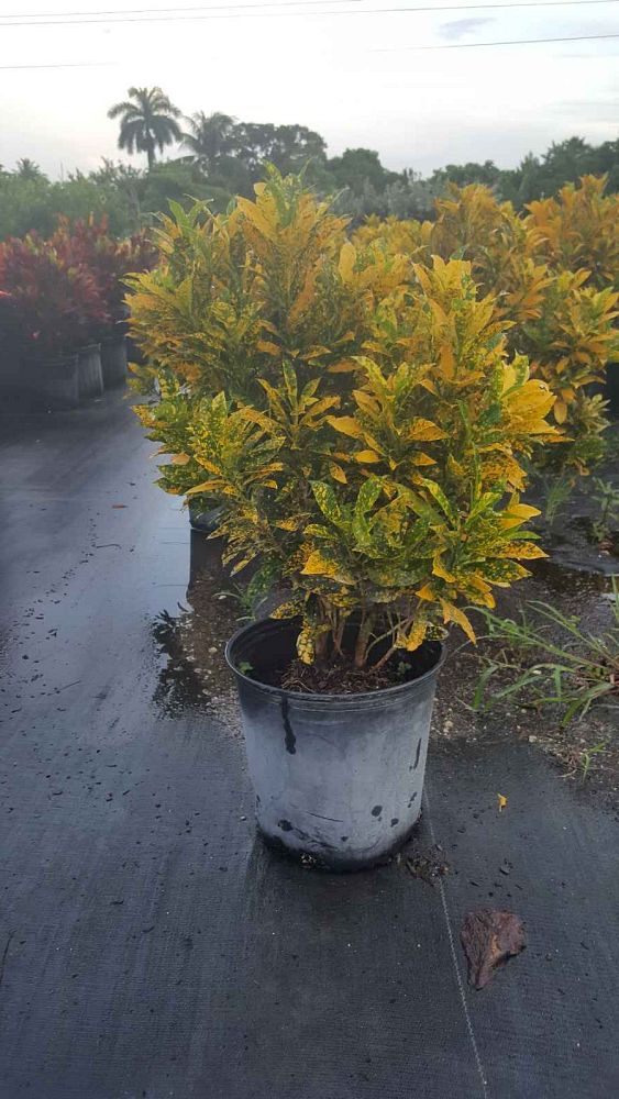 codiaeum-variegatum-gold-dust-croton