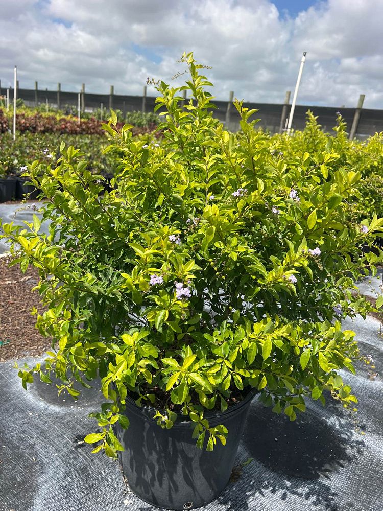 codiaeum-variegatum-gold-dust-croton