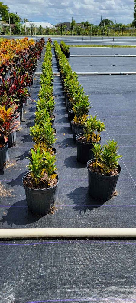 codiaeum-variegatum-gold-dust-croton