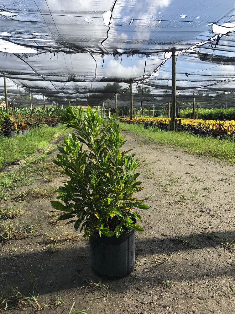 codiaeum-variegatum-gold-dust-croton