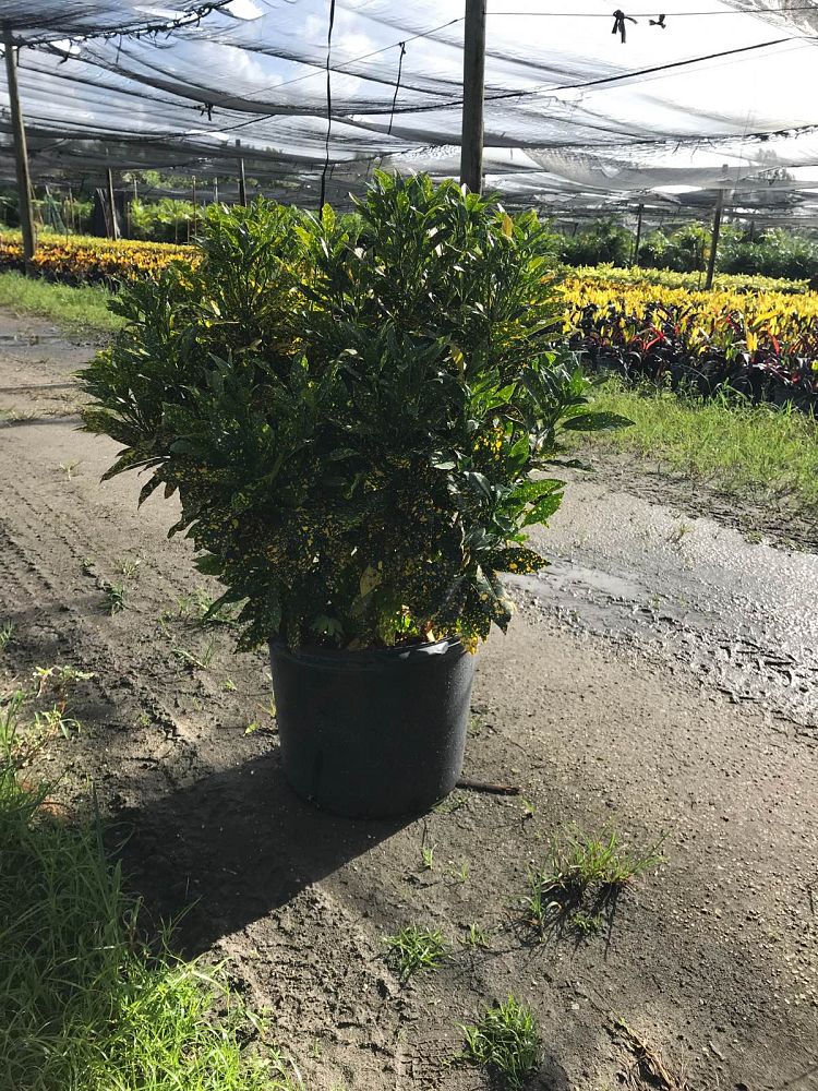 codiaeum-variegatum-gold-dust-croton