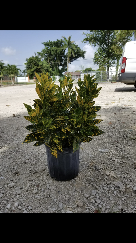 codiaeum-variegatum-gold-dust-croton